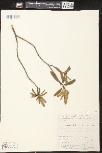 Croton mollis image