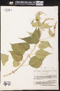 Croton morifolius image