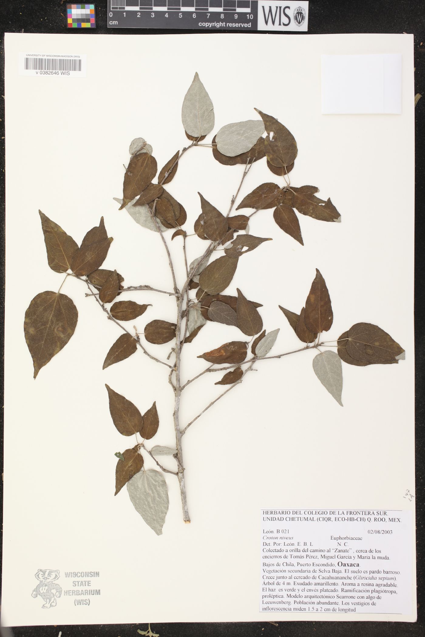 Croton niveus image
