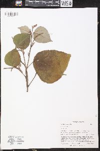 Croton niveus image
