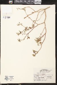 Croton ovalifolius image