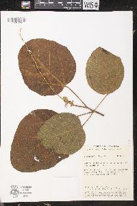 Croton palanostigma image