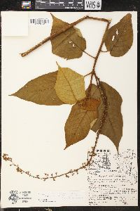 Croton palanostigma image