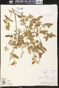 Croton ceanothifolius image