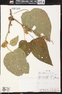 Croton schiedeanus image