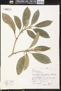 Croton poecilanthus image