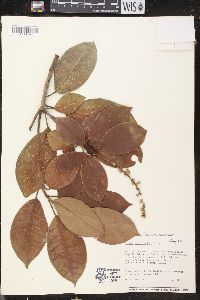 Croton poecilanthus image