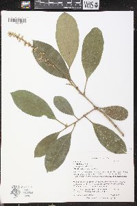 Croton poecilanthus image