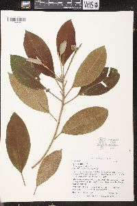 Croton poecilanthus image