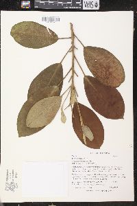 Croton poecilanthus image