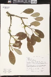 Croton poecilanthus image