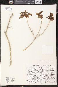 Croton niveus image