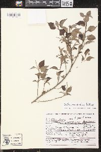 Croton pseudochina image