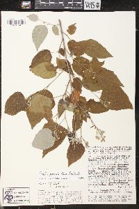 Croton pseudochina image