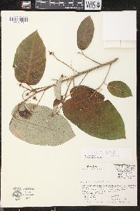 Croton pyramidalis image