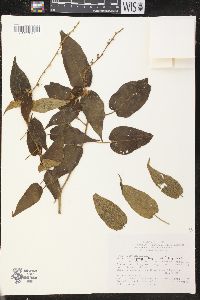 Croton pungens image