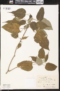 Croton pungens image