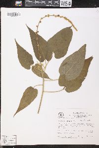 Croton pungens image