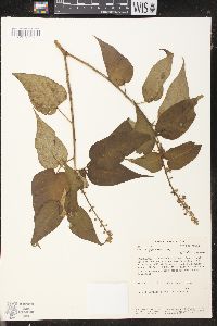 Croton pungens image