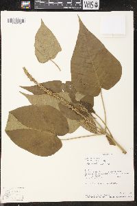 Croton pungens image