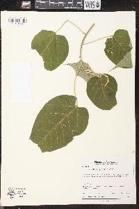 Croton pungens image