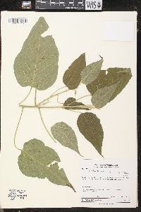 Croton pungens image