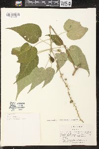 Croton pungens image