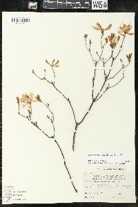 Rhododendron canadense image