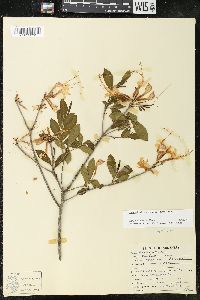 Rhododendron canescens image