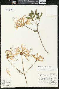 Rhododendron canescens image