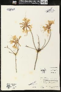 Rhododendron canescens image