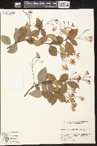 Image of Trachelospermum asiaticum