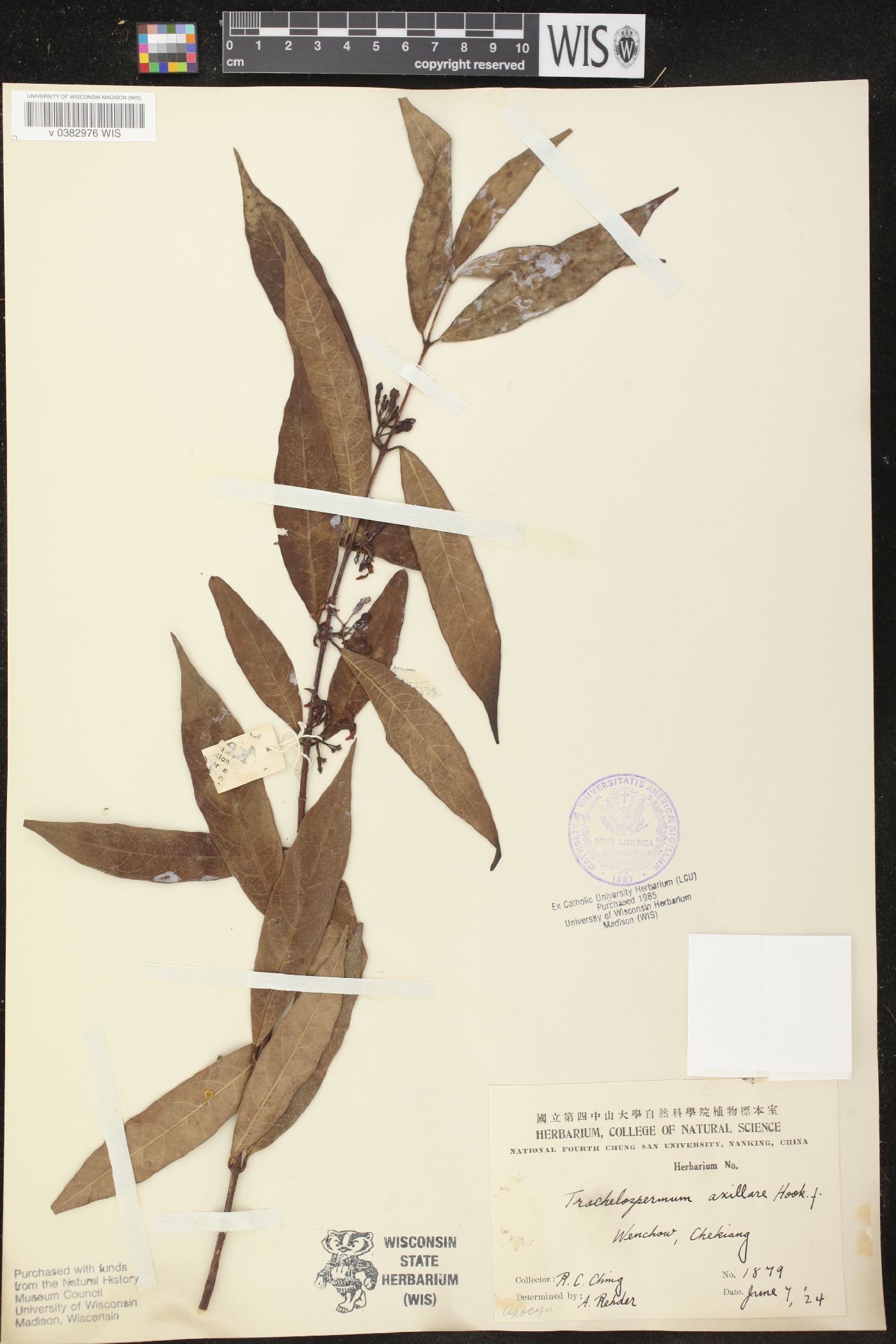 Trachelospermum axillare image