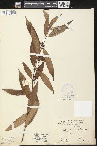 Image of Trachelospermum axillare