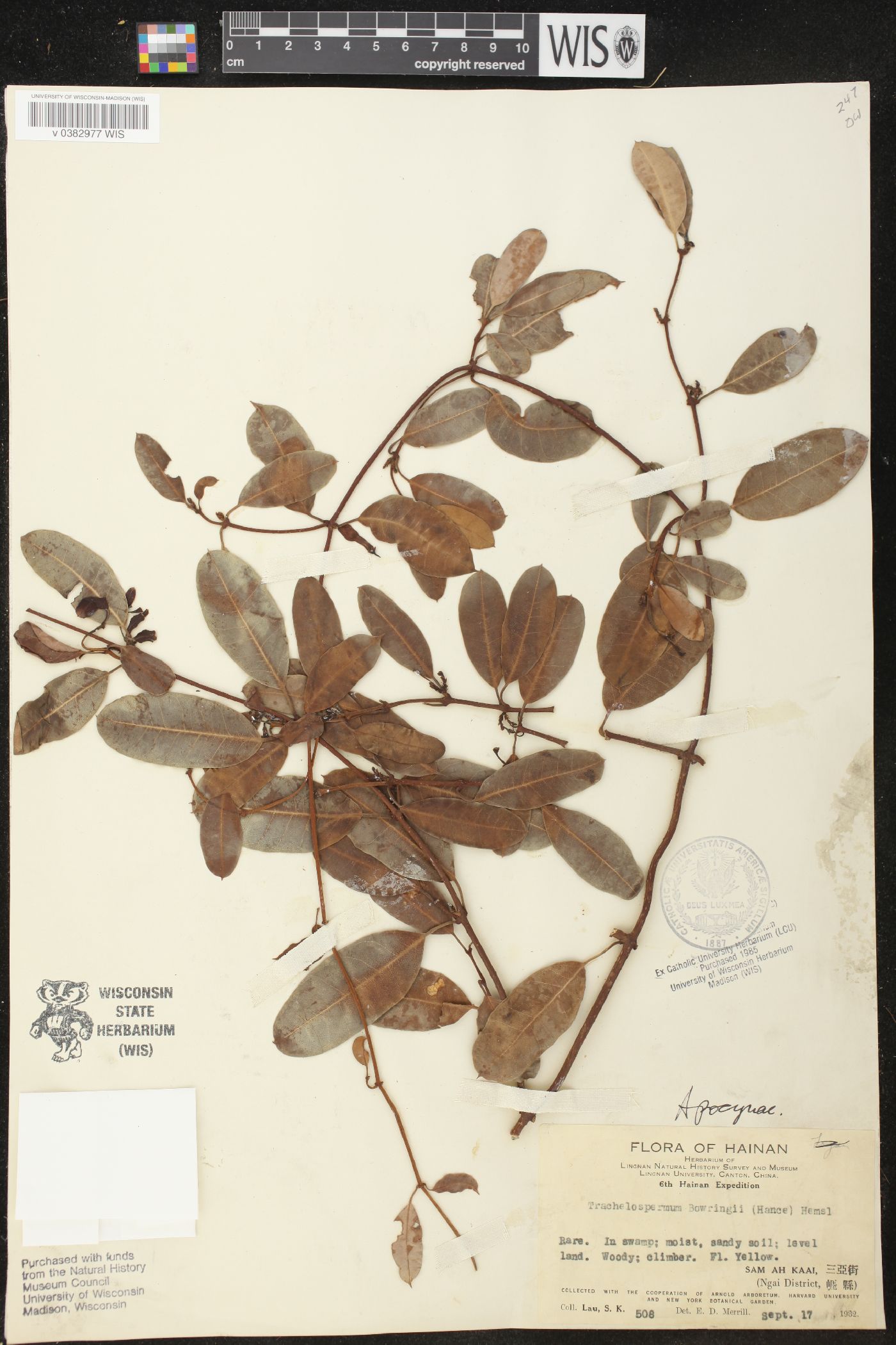 Trachelospermum bowringii image