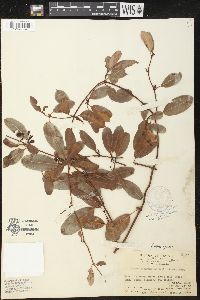Image of Trachelospermum bowringii