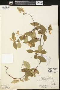 Trachelospermum jasminoides image