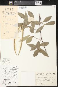 Image of Trachelospermum cuneatum