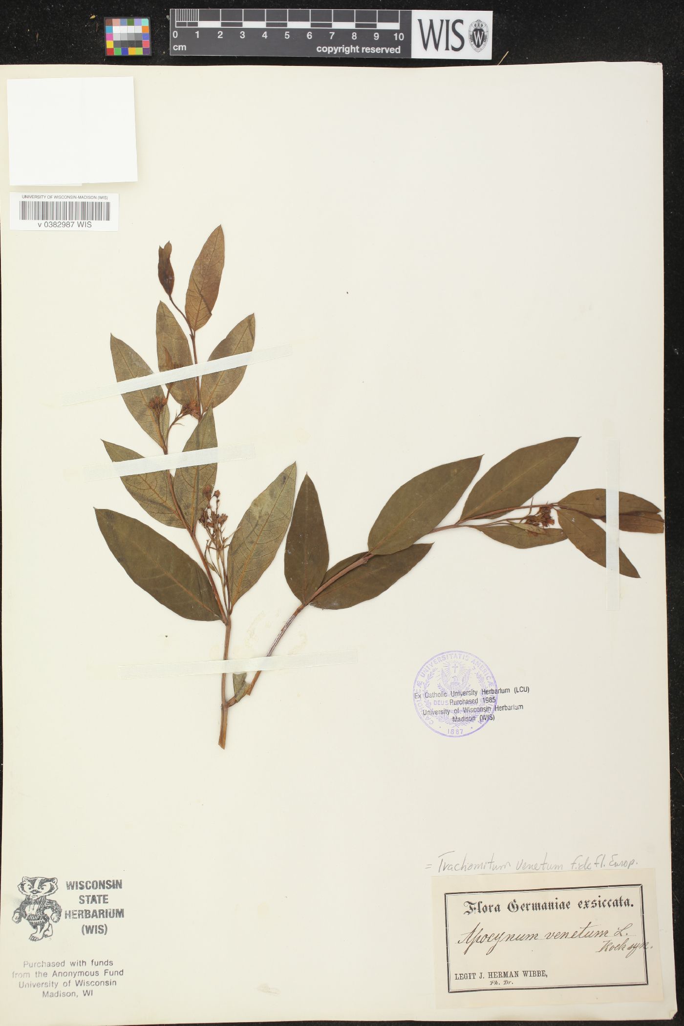 Apocynum venetum image