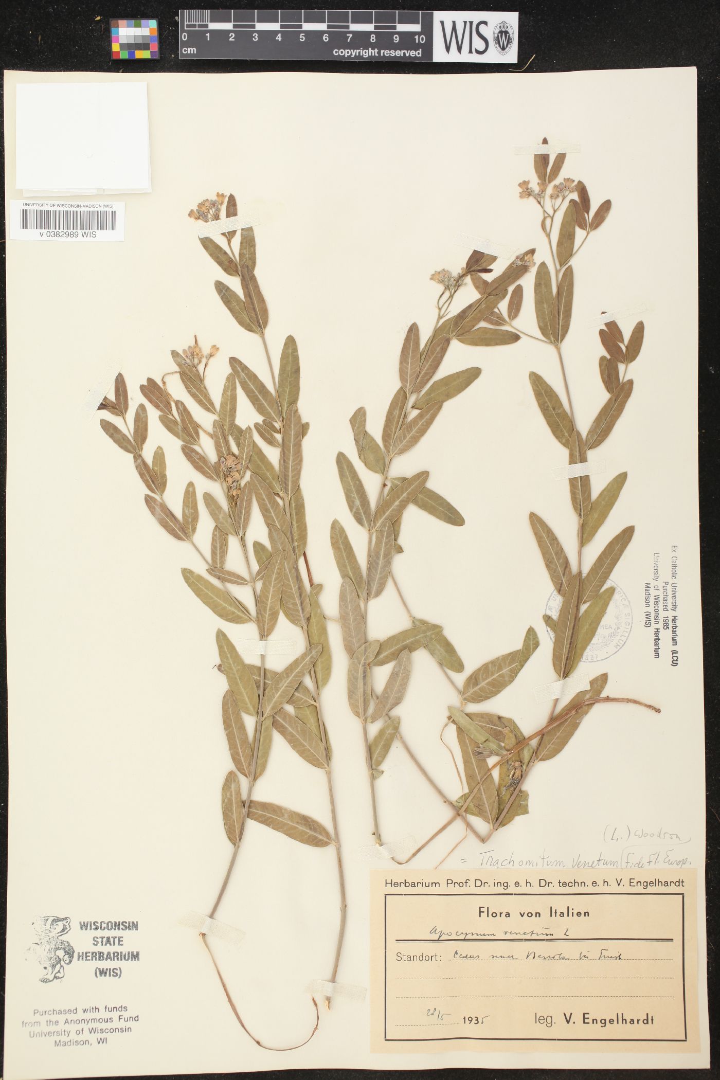 Apocynum venetum image