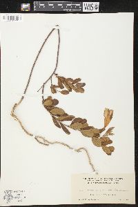 Urechites pinetorum image