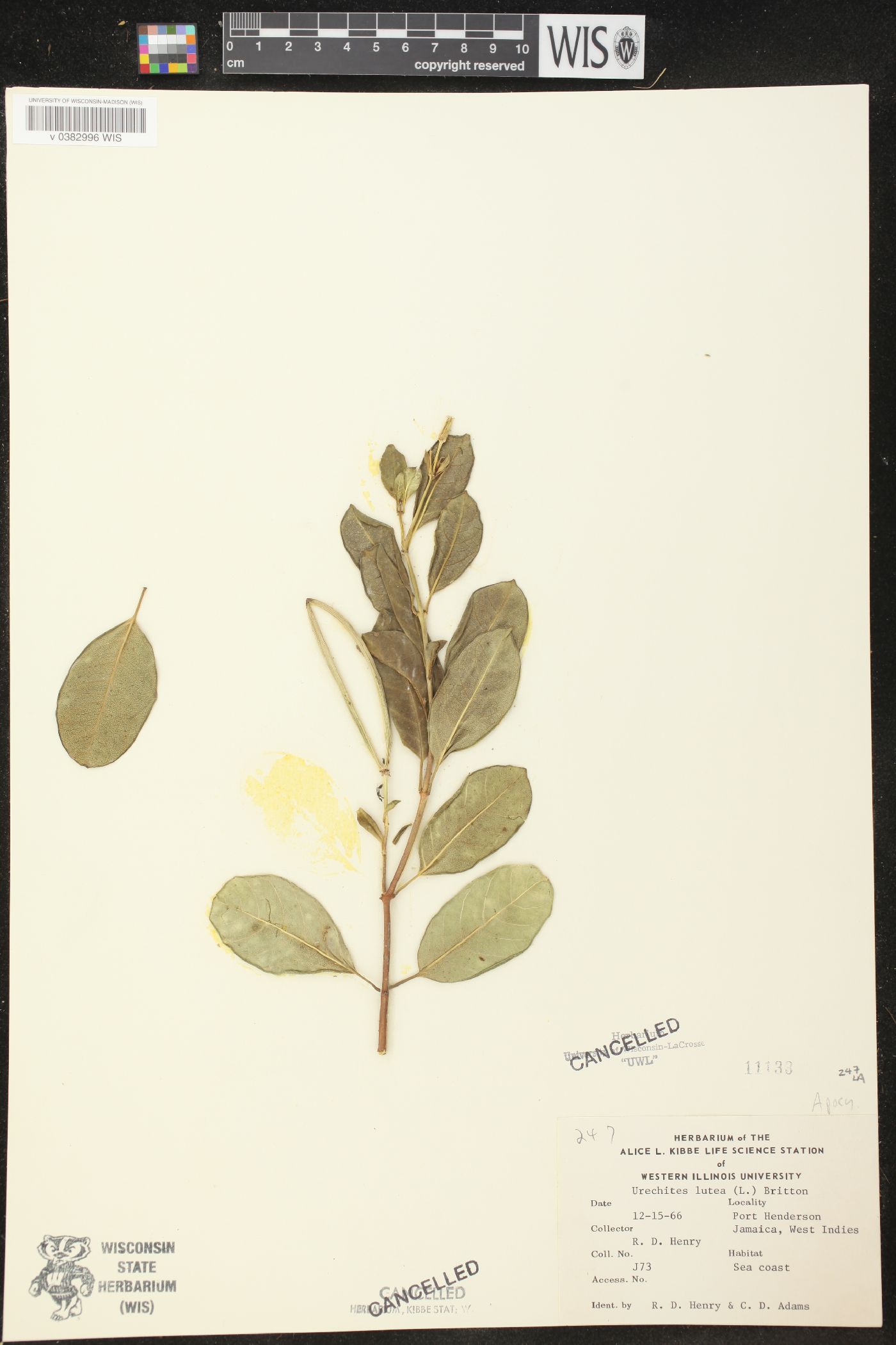 Urechites lutea image