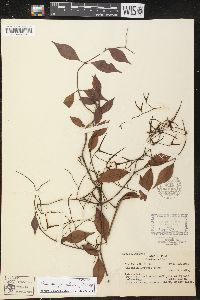 Tassadia obovata image