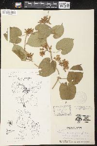 Telosma cordata image
