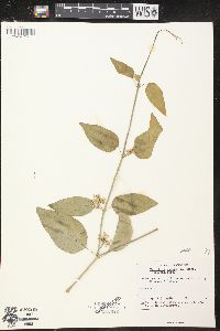 Media resource of Tylophora indica