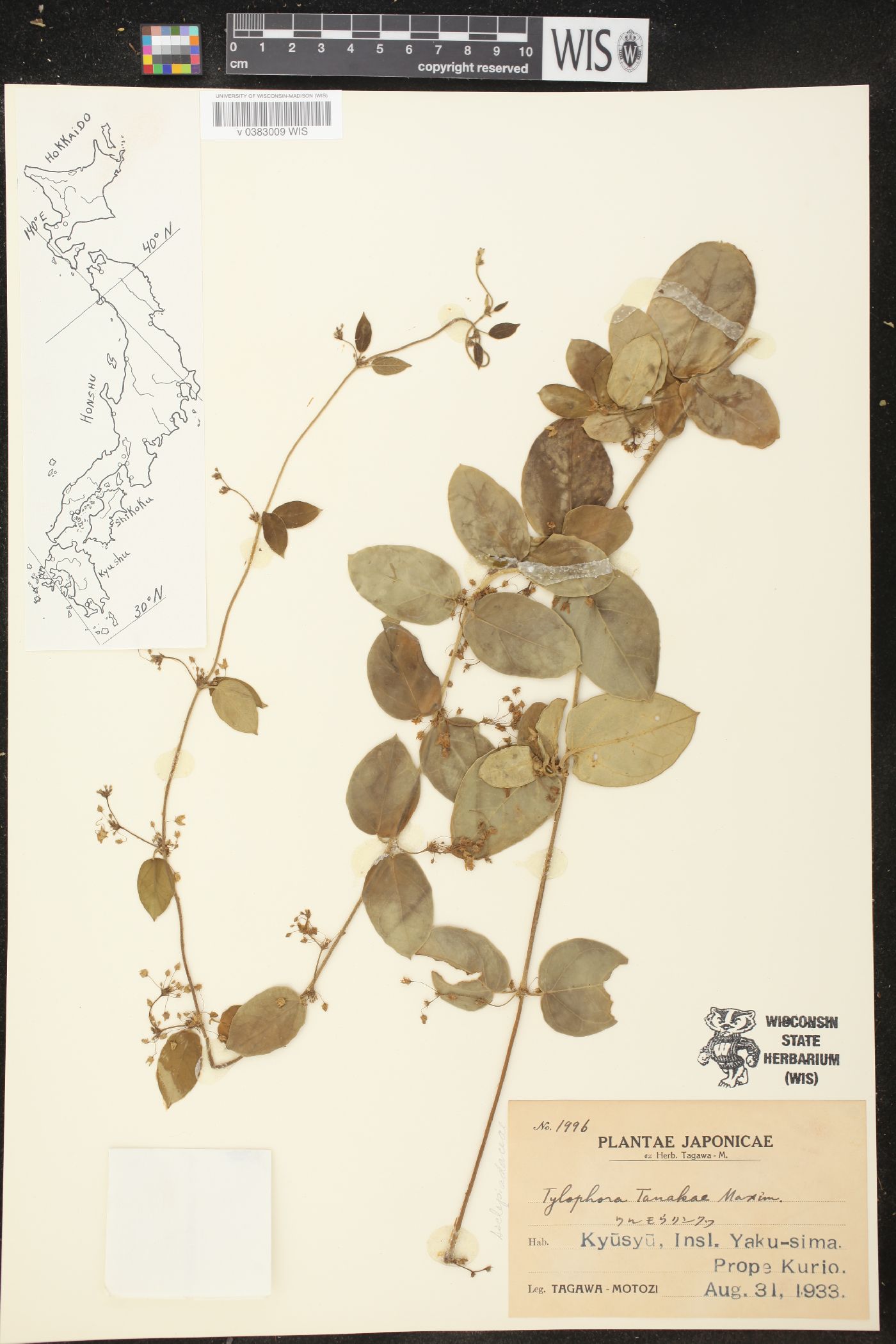 Tylophora tanakae image