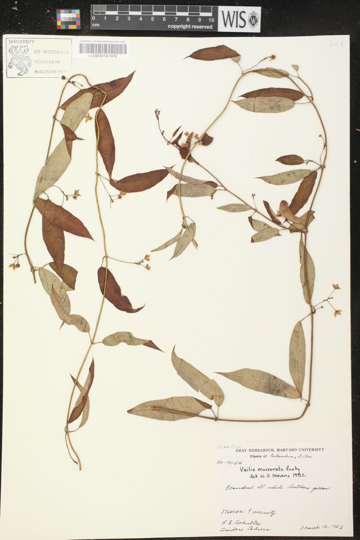 Vailia mucronata image