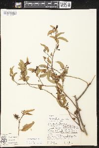 Vallesia glabra image