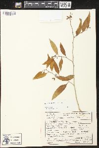 Vallesia glabra image