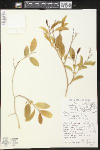 Vallesia glabra image